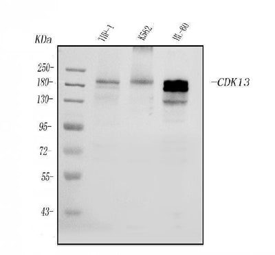 Anti-CDK13 Antibody Picoband® Boster Bio