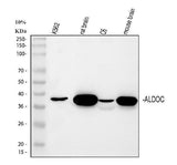 Anti-Aldolase C/ALDOC Antibody Picoband® Boster Bio