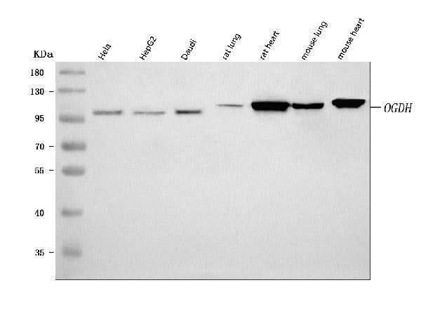 Anti-OGDH Antibody Picoband® Boster Bio
