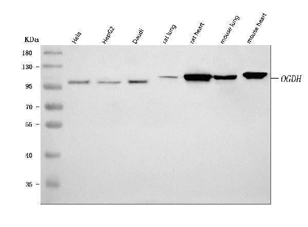 Anti-OGDH Antibody Picoband® Boster Bio