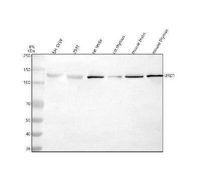 Anti-BRD1 Antibody Picoband® Boster Bio