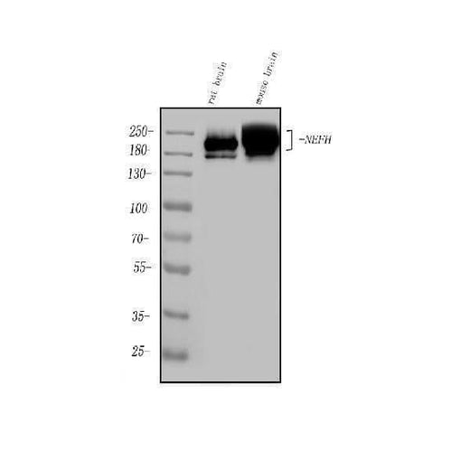 Anti-Nefh Antibody Picoband® Boster Bio