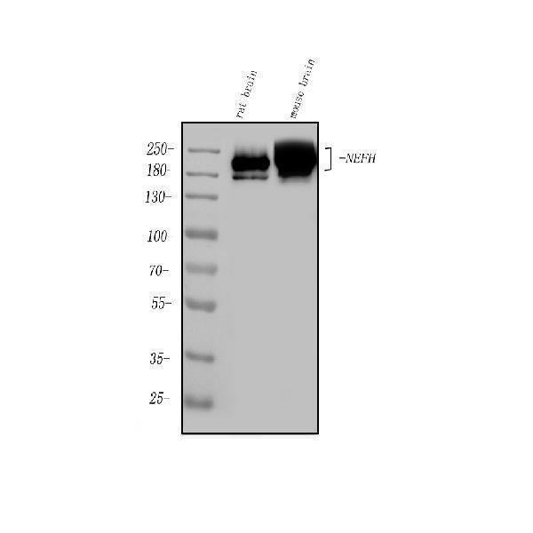 Anti-Nefh Antibody Picoband® Boster Bio