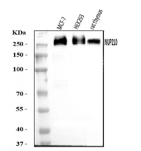 Anti-GP210/NUP210 Antibody Picoband® Boster Bio