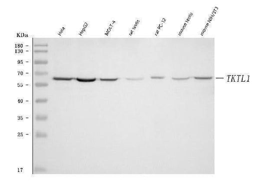 Anti-TKR/TKTL1 Antibody Picoband® Boster Bio