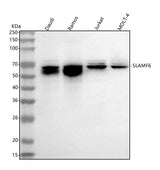 Anti-SLAMF6 Antibody Picoband® Boster Bio