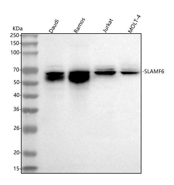 Anti-SLAMF6 Antibody Picoband® Boster Bio