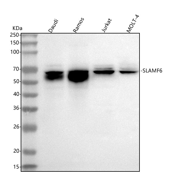 Anti-SLAMF6 Antibody Picoband® Boster Bio