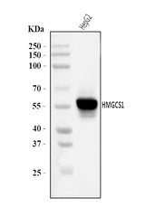 Anti-HMGCS1 Antibody Picoband® Boster Bio