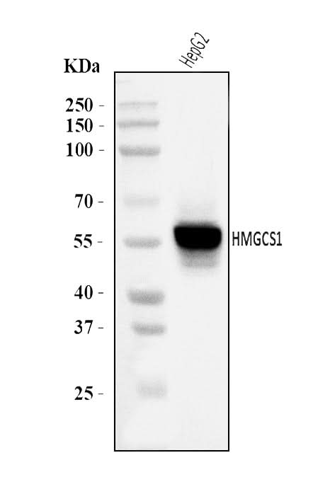 Anti-HMGCS1 Antibody Picoband® Boster Bio