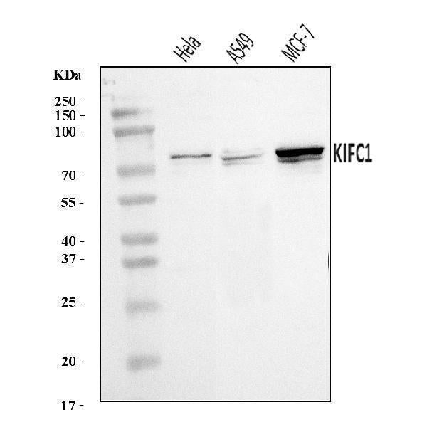Anti-KIFC1 Antibody Picoband® Boster Bio