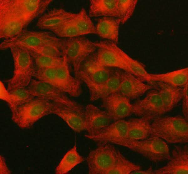 Anti-NUP133 Antibody Picoband® Boster Bio