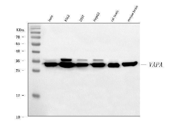 Anti-VAPA Antibody Picoband® Boster Bio