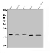 Anti-GRX2/GLRX2 Antibody Picoband® Boster Bio