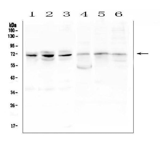 Anti-ARNTL2 Antibody Picoband® Boster Bio