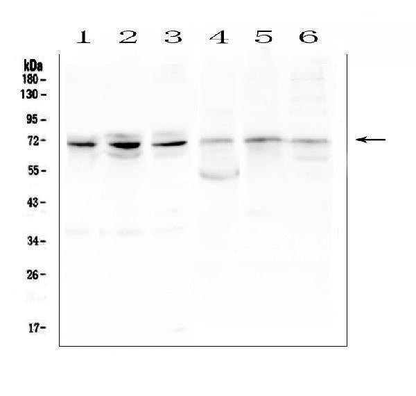 Anti-ARNTL2 Antibody Picoband® Boster Bio