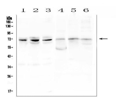 Anti-ARNTL2 Antibody Picoband® Boster Bio