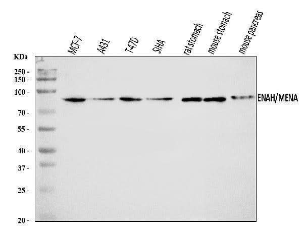 Anti-ENAH/MENA Antibody Picoband® Boster Bio