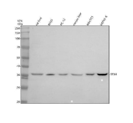Anti-Syntaxin 4/STX4 Antibody Picoband® Boster Bio