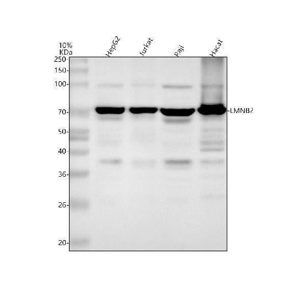 Anti-Lamin B2/LMNB2 Antibody Picoband® Boster Bio