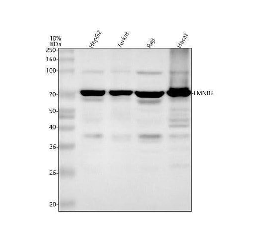 Anti-Lamin B2/LMNB2 Antibody Picoband® Boster Bio