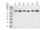 Anti-MARK3 Antibody Picoband® Boster Bio