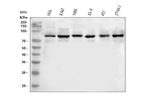 Anti-MARK3 Antibody Picoband® Boster Bio