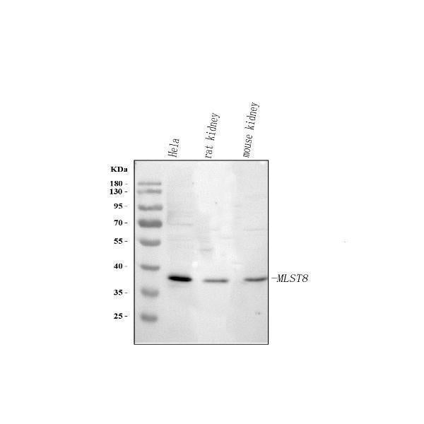 Anti-MLST8 Antibody Picoband® Boster Bio