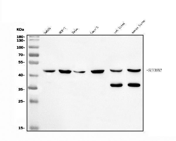 Anti-KMT1B/SUV39H2 Antibody Picoband® Boster Bio