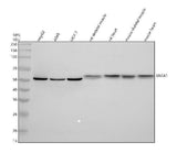 Anti-SNTA1 Antibody Picoband® Boster Bio