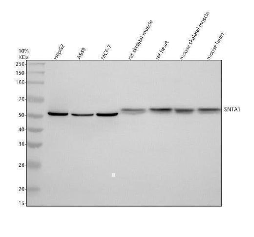 Anti-SNTA1 Antibody Picoband® Boster Bio