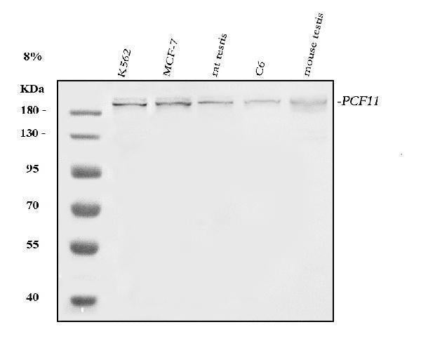 Anti-PCF11 Antibody Picoband® Boster Bio