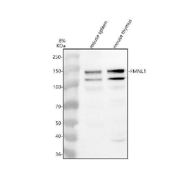 Anti-FMNL1 Antibody Picoband® Boster Bio