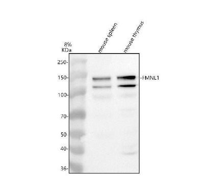 Anti-FMNL1 Antibody Picoband® Boster Bio