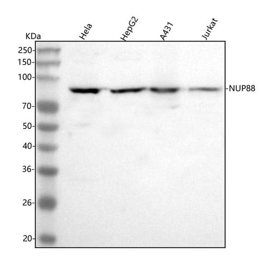 Anti-NUP88 Antibody Picoband® Boster Bio