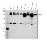 Anti-NASP antibody Picoband® Boster Bio
