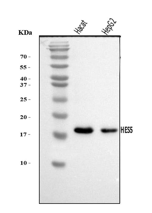 Anti-HES5 Antibody Picoband® Boster Bio