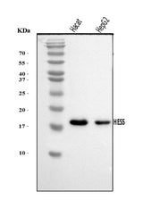 Anti-HES5 Antibody Picoband® Boster Bio