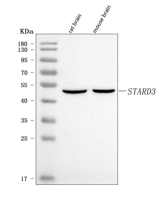 Anti-MLN64/STARD3 Antibody Picoband® Boster Bio