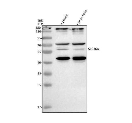 Anti-SLC36A1 Antibody Picoband® Boster Bio