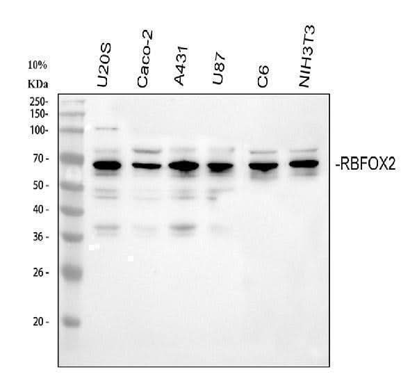 Anti-Fox2/RBM9/RBFOX2 Antibody Picoband® Boster Bio