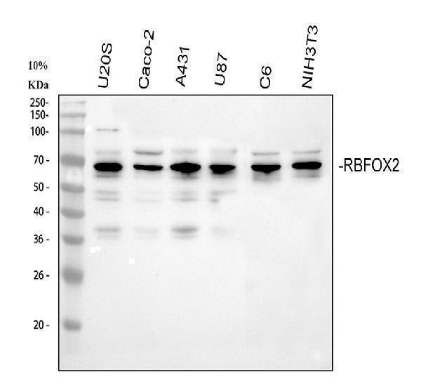 Anti-Fox2/RBM9/RBFOX2 Antibody Picoband® Boster Bio