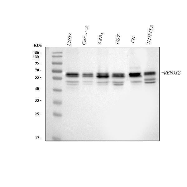 Anti-FOX2/RBM9/RBFOX2 Antibody Picoband® Boster Bio
