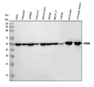 Anti-Tubulin beta Antibody Picoband® Boster Bio