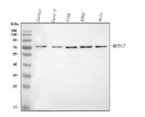 Anti-MED17 Antibody Picoband® Boster Bio
