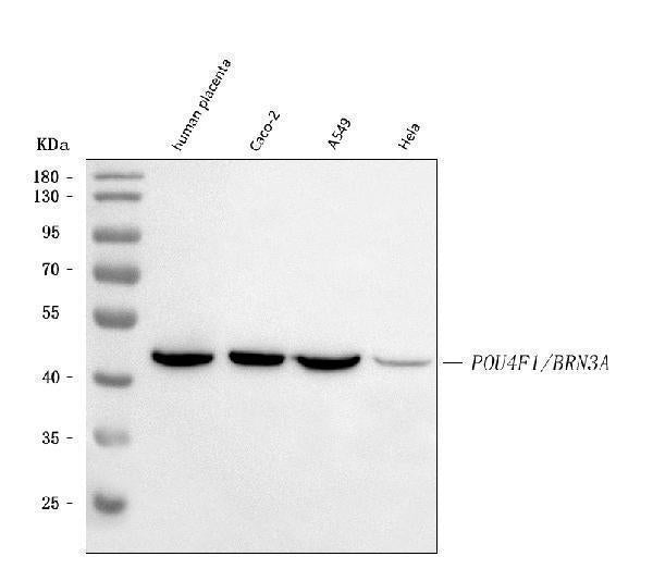 Anti-BRN3A/POU4F1 Antibody Picoband® Boster Bio
