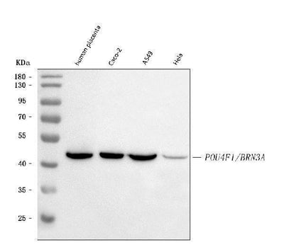 Anti-BRN3A/POU4F1 Antibody Picoband® Boster Bio