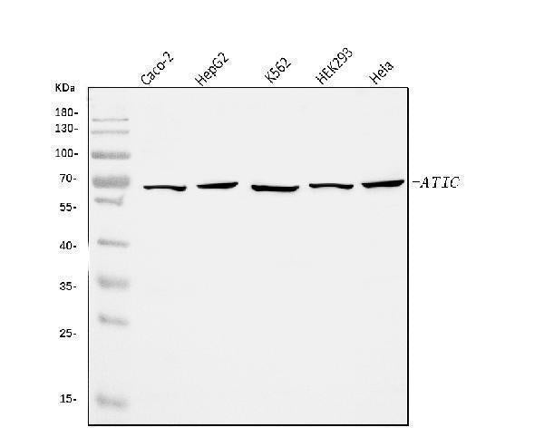Anti-ATIC Antibody Picoband® Boster Bio