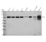 Anti-DDX41 Antibody Picoband® Boster Bio