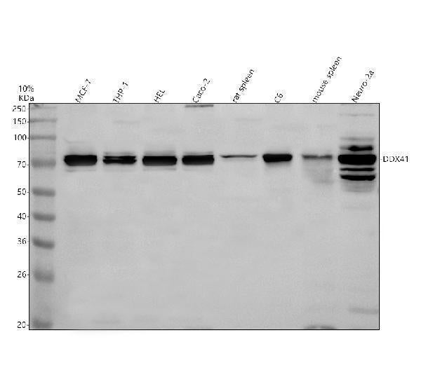 Anti-DDX41 Antibody Picoband® Boster Bio